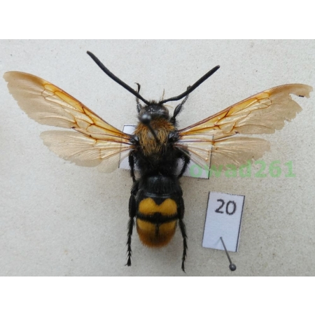 Megascolia maculata (Drury, 1773) male Greece20